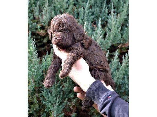 PoulaTo: Κουτάβια Lagotto Romagnolo